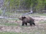 6 Yellowstone Grizzly.jpg