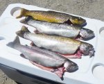 Trout from Trujillo Meadows (2).jpg
