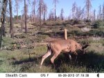 Trail Cam Buck, 6-28-13, 0719 hrs.jpg