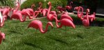 pink flamingos.jpg