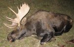 Moose Ground 1 - crop.jpg