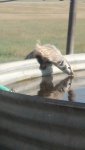 IMG_20130818_090714_029.jpg