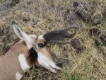 Nevada Antelope 2013 018.jpg