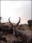 hunt2.jpg