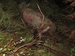 IMG_0287_1.jpg