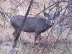 IMG_0278.jpg