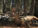 Elk 12.jpg