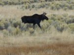 Moose_Eisman.jpg