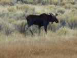 Moose_Eisman1.jpg
