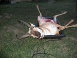 Antelope2 10-5-13.jpg