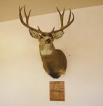 Deer at Adobe #1 Milling.jpg