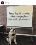 deaddogs.png