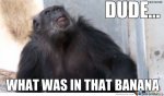 Dude-What-Was-In-Chimpanzee-Meme.jpg