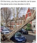 treed.jpg