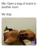 dog.jpg