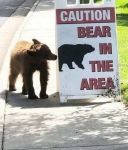 41196