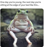 44067