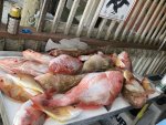 IMG_1051.jpeg