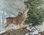 Mule Deer Painting.jpg