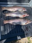 ruby's trout.jpg