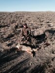 coyote12.jpg