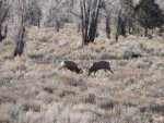 IMG_3556.jpg