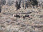 IMG_3557.jpg