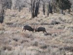 IMG_3558.jpg