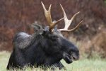 moose.jpg