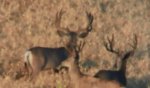 Herd Bull 2.jpg