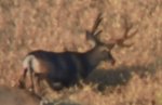 Herd Bull 3.jpg