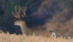 herd bull.jpg