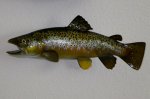 German Brown Trout mount Christmas 2013.jpg