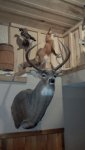 deer.jpg