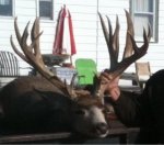 big muley.jpg