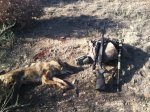 coyote #3.jpg