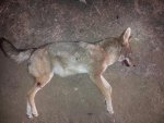 Joe's coyote.jpg