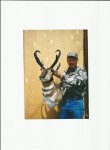 Antelope # 2.jpg