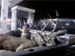 Circle Whole Lotta Horn.jpg