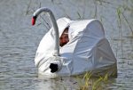 Goose Blind.jpg