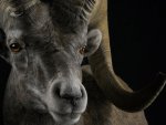 sheep mount 1.JPG