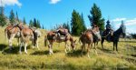 Packing elk.jpg