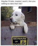 48251