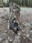 IMG_2146.jpeg