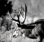 IMG_2091.jpeg
