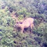 big buck.jpg