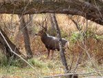 IMG_0768at.jpg
