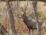 IMG_0774 1.JPG