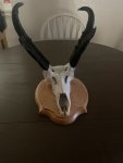 lope mount 2.jpg