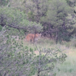 2025 Mt Lion.png